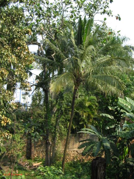 palenque  084.JPG