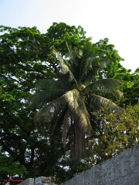 palenque  087.JPG