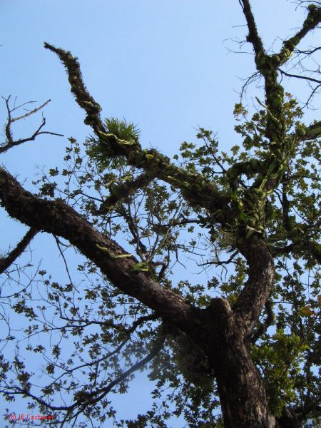 palenque  093.JPG