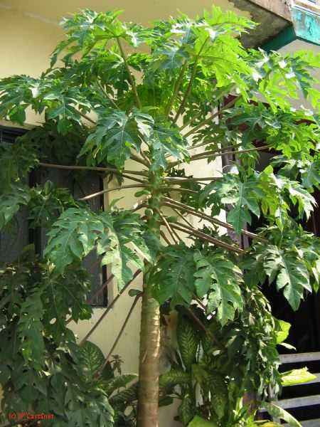 palenque  098.JPG