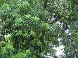 palenque  011.JPG