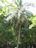 palenque  025.JPG