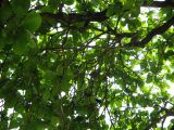 palenque  032.JPG