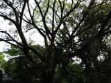 palenque  047.JPG
