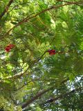 palenque  050.JPG