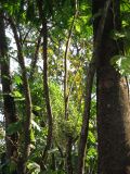 palenque  051.JPG