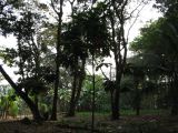palenque  053.JPG