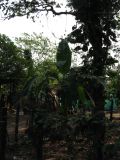 palenque  054.JPG