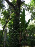 palenque  055.JPG