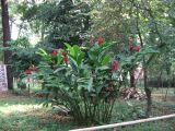 palenque  057.JPG