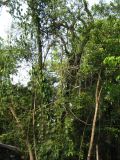 palenque  059.JPG