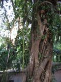 palenque  065.JPG