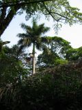 palenque  067.JPG