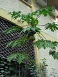palenque  070.JPG