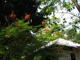 palenque  074.JPG