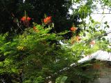 palenque  075.JPG