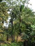 palenque  084.JPG
