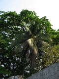 palenque  087.JPG