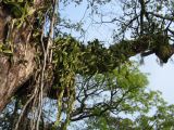 palenque  091.JPG