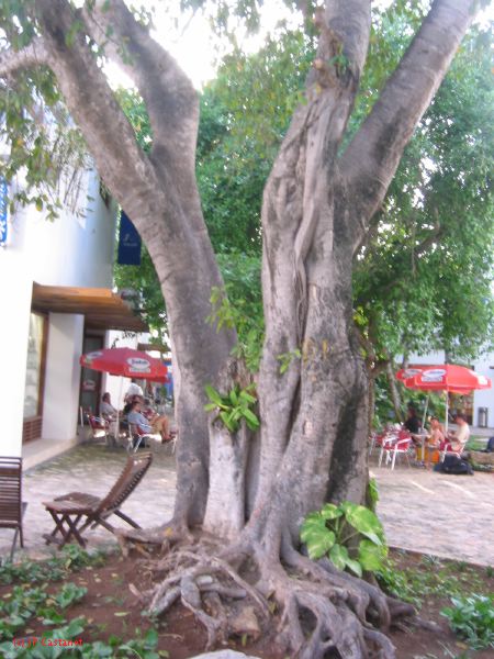 28_3 Playa del Camen  168.JPG