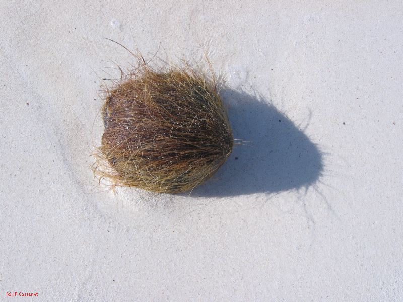 28_3 Playa del Camen  202.JPG