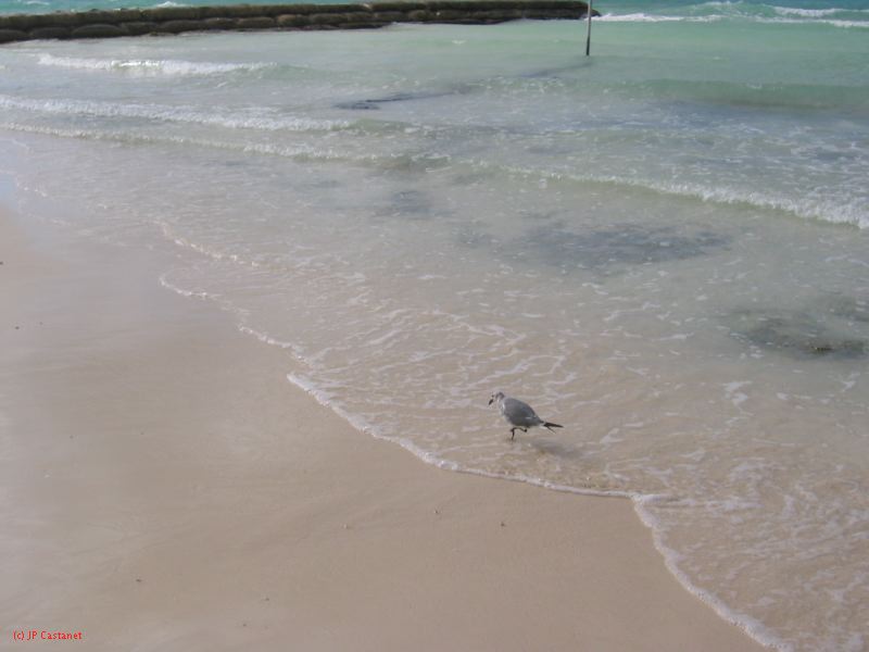 28_3 Playa del Camen  204.JPG