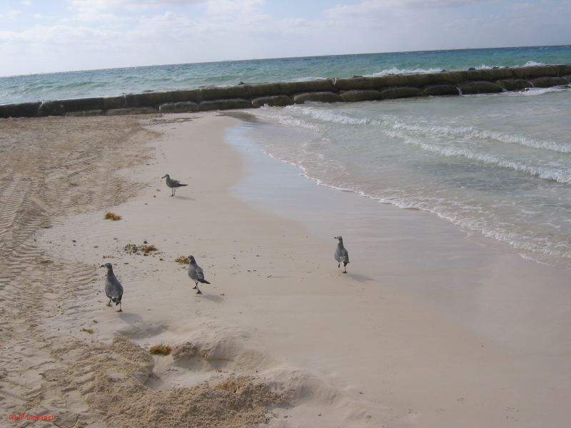 28_3 Playa del Camen  206.JPG