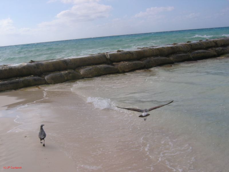 28_3 Playa del Camen  208.JPG