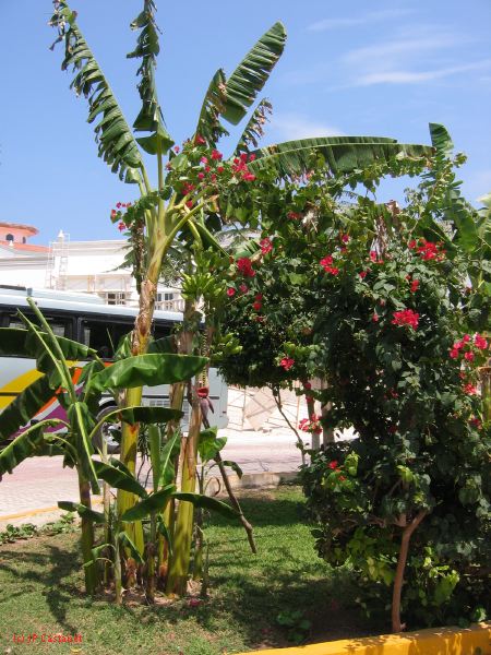 28_3 Playa del Camen  026.jpg
