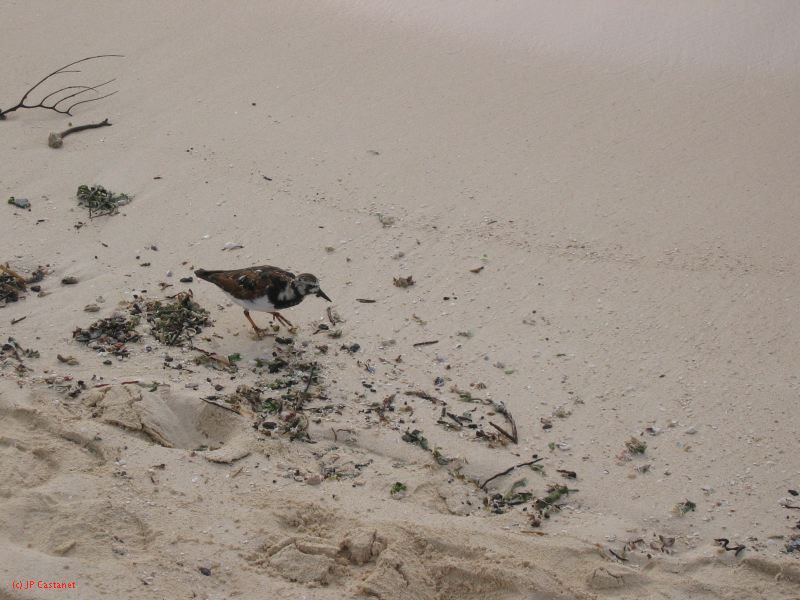 28_3 Playa del Camen  073.JPG