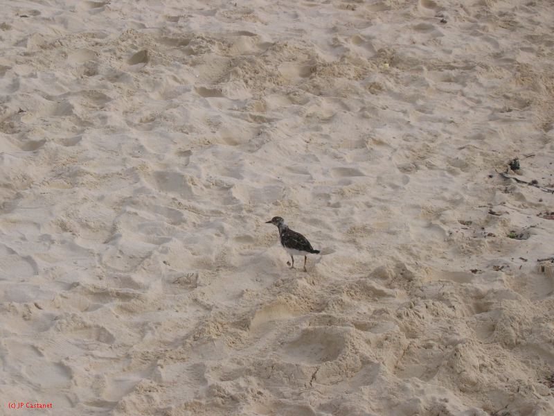 28_3 Playa del Camen  074.JPG