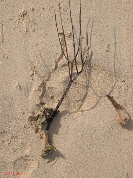 28_3 Playa del Camen  097.JPG