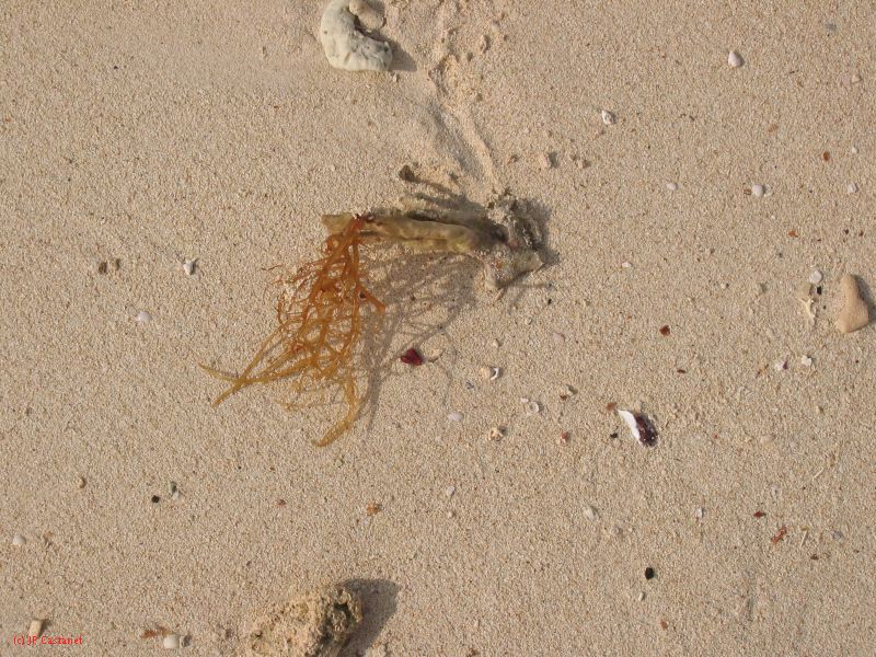28_3 Playa del Camen  098.JPG