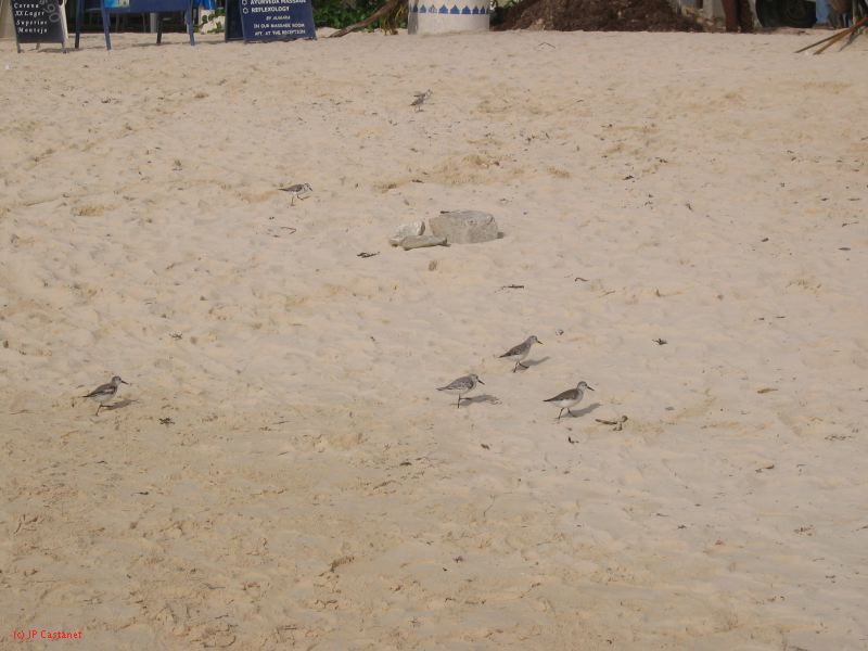 28_3 Playa del Camen  101.JPG