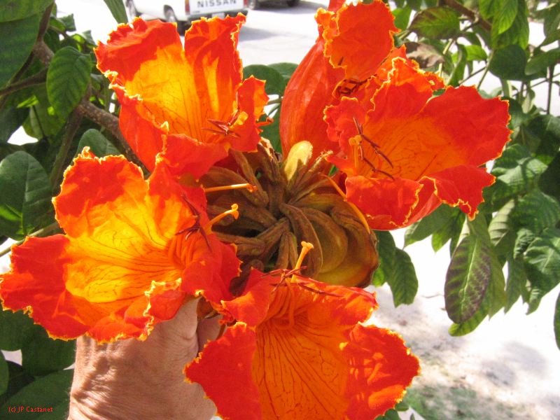 28_3 Playa del Camen  109.JPG