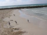28_3 Playa del Camen  206.JPG