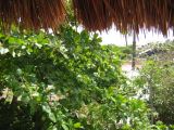28_3 Playa del Camen  242.JPG