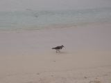 28_3 Playa del Camen  072.JPG