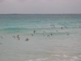 28_3 Playa del Camen  006.jpg