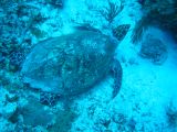 Tortues 04-05-106