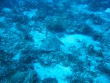 Tortues 04-05-107