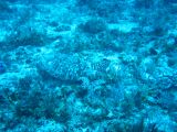 Tortues 04-05-108