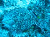 Tortues 04-05-109