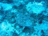 Tortues 04-05-110