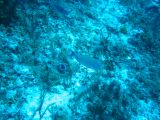 Tortues 04-05-112