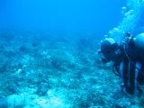 Tortues 04-05-113
