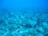 Tortues 04-05-114