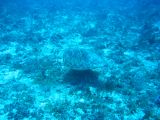 Tortues 04-05-115