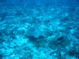 Tortues 04-05-116