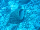 Tortues 04-05-118